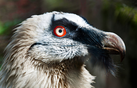 beard vulture closeup