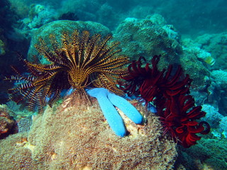 Sea lily of the Philippine sea