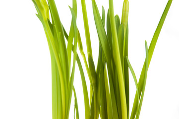 Yellow daffodil in pot