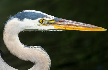 Heron in Everglades