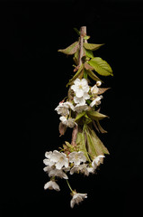 White flower