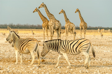 Life in the savannah