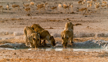 Lioness at Water