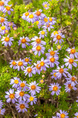 South African Flowers