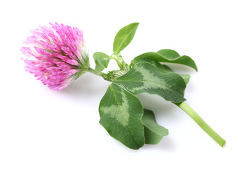 Red clover with leaves