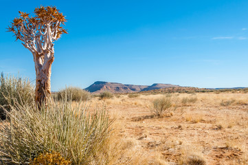 Fototapeta na wymiar Kołczan drzewa pustyni