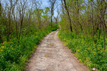 Fototapeta premium road in a spring forest