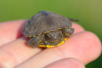 small turtle on a human palm