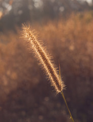 Grass plume with rim light