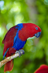 Macaw