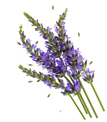 fresh lavender flowers over white