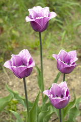 Obraz na płótnie Canvas Tulipan z frędzlami