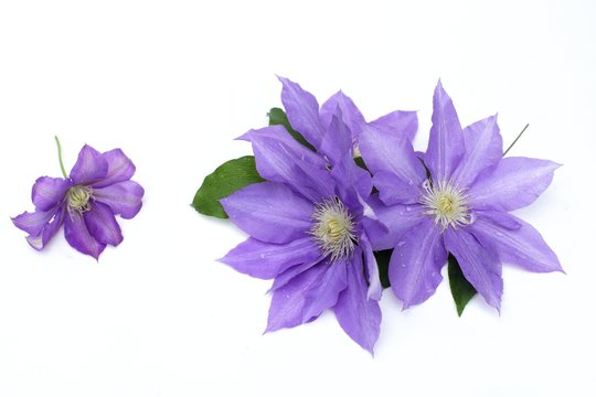 Fototapeta クレマチス