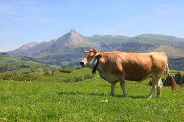 vaca marrón pastando monte txindoki país vasco 1719f