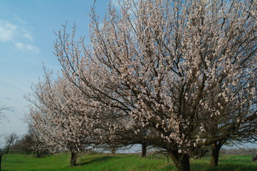 Obraz premium Beautiful nature scene with blooming tree in spring