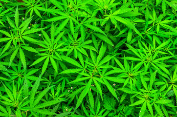 Detail of young cannabis plant leaves