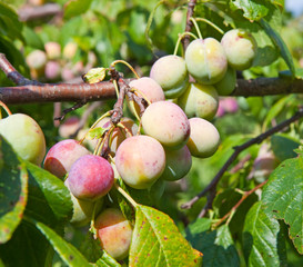 Green unripe plums on a branch