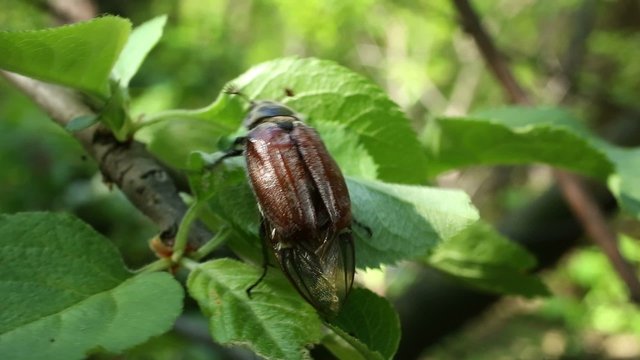 chafer spring feeds on young leaves of plants