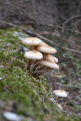 Autumn mushrooms (Armillariella mellea) in the forest