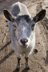 Fototapeta premium Goat on the road