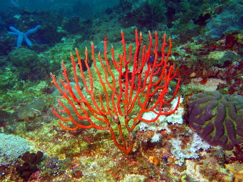 Gorgone coral, Philippine sea