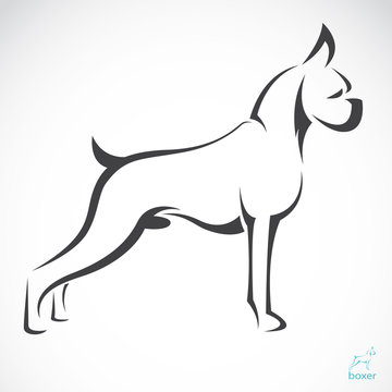 Vector image of an dog(boxer) on white background