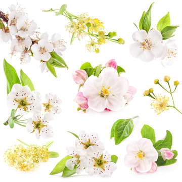 Collection of flowers of fruit trees isolated on white