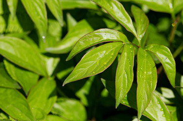 closeup foliage of flower