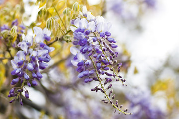 Chinese Wisteria or Wisteria sinensis in spring
