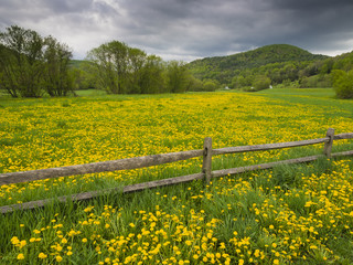 Field of dandelion in spring time Vermont, USA