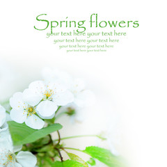 Fototapeta na wymiar Spring flowers background with space for your text