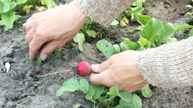 Radieschen ernten