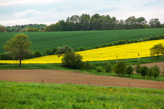 Meadows and fields with rapeseed flower © Edler von Rabenstein