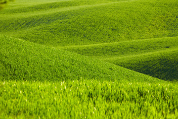 Countryside, San Quirico d`Orcia , Tuscany, Italy