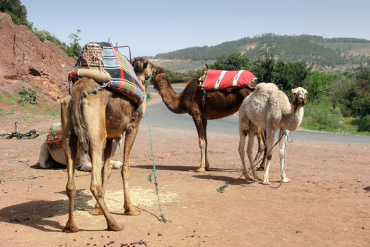 Alcuni cammelli in sosta