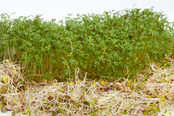 Fresh alfalfa sprouts and cress on white background