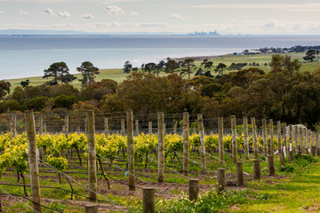 Melbourne skyline from the Bellarine Peninsula © FiledIMAGE