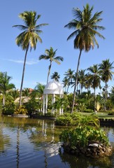 Obraz premium Coconut trees along the garden's pond