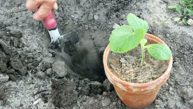 Zuchini pflanzen