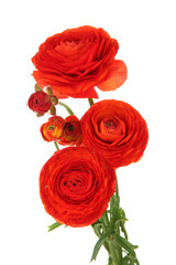 Ranunculus (persian buttercups), isolated on white