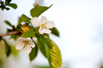 	Flowers of apple tree