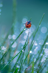 Ladybug