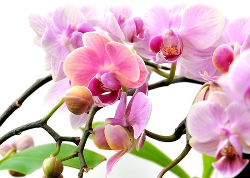 Fototapeta orchidées
