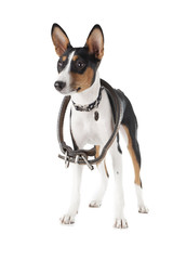 Basenji on a white