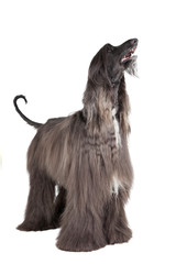 afghan hound