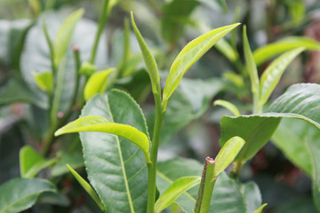 top of the  green tea plant