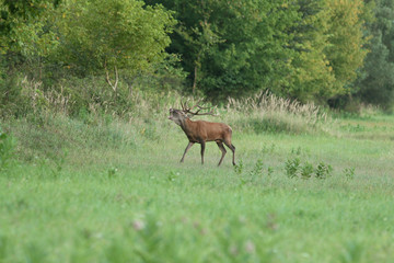 deer roar