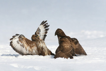 buzzard fight
