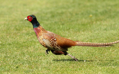 pheasant running