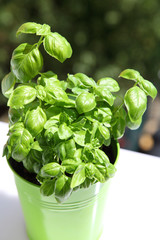Basilikum im Blumentopf